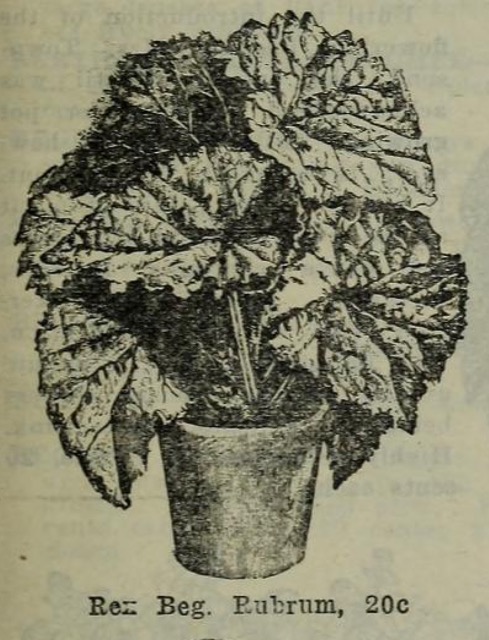 B. ‘Rubrum’